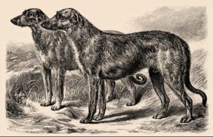 Historie Irského vlkodava