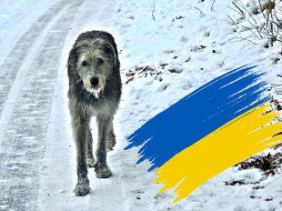 Nabídka pomoci IW na Ukrajině - Help Ukrainian IW